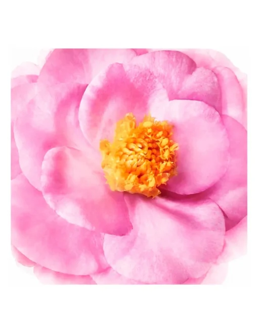 Perfumerías Coqueteo | Hair Prodigieux Acondicionador Brillo Sublime NUXE